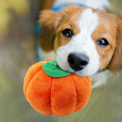Plush Squeaky Dog Toy"